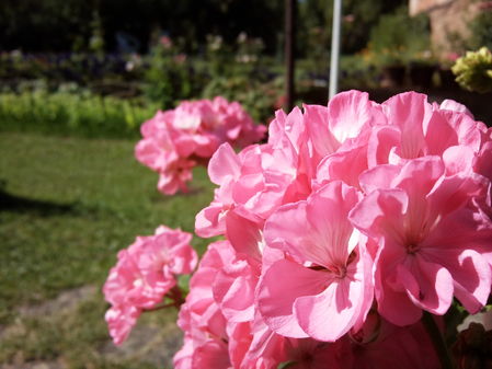 Samsung i8910 Omnia HD:   HD-