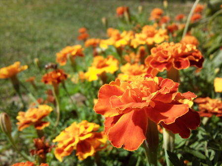 Samsung i8910 Omnia HD:   HD-