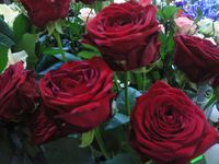 Samsung M8910 Pixon12