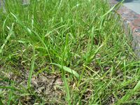 Samsung M8910 Pixon12