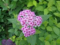 Nokia N86 8MP  Sony Ericsson W995