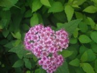 Nokia N86 8MP  Sony Ericsson W995