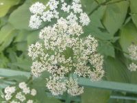 Nokia N86 8MP  Sony Ericsson W995