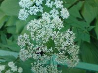 Nokia N86 8MP  Sony Ericsson W995