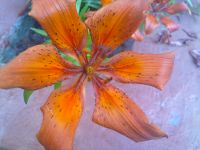 Nokia N86 8MP  Sony Ericsson W995