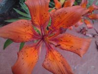 Nokia N86 8MP  Sony Ericsson W995