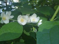 Nokia N86 8MP  Sony Ericsson W995