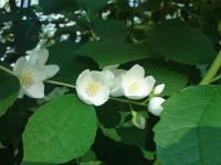 Nokia N86 8MP  Sony Ericsson W995