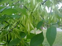 Nokia N86 8MP  Sony Ericsson W995