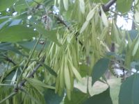 Nokia N86 8MP  Sony Ericsson W995