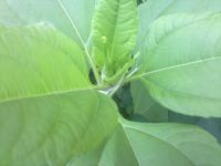 Nokia N86 8MP  Sony Ericsson W995