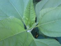 Nokia N86 8MP  Sony Ericsson W995