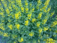 Nokia N86 8MP  Sony Ericsson W995