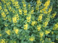 Nokia N86 8MP  Sony Ericsson W995