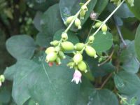 Samsung i8510 INNOV8 (8Gb)