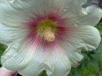 Samsung i8510 INNOV8 (8Gb)