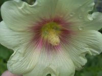 Samsung i8510 INNOV8 (8Gb)