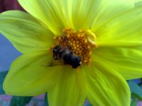 Samsung i8510 INNOV8 (8Gb)