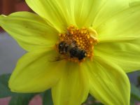 Samsung i8510 INNOV8 (8Gb)