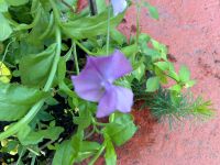 Samsung i8510 INNOV8 (8Gb)