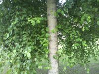 Samsung i8510 INNOV8 (8Gb)