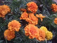 Nokia 7610 Supernova