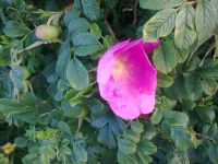 Nokia 7610 Supernova