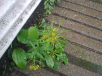 Nokia 6210 Navigator