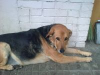 Nokia 6210 Navigator