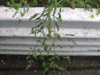 Nokia 6210 Navigator