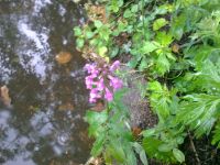 Nokia 6210 Navigator