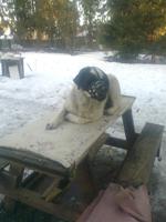 Nokia 7210 Supernova    