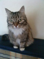 Sony Ericsson T700  -!