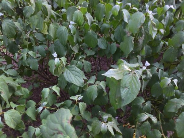 Gigabyte GSmart G1305 Gigabyte GSmart G1305