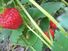   Samsung I9000 Galaxy S:   