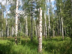   Samsung I9000 Galaxy S:   