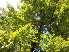   Samsung I9000 Galaxy S:   