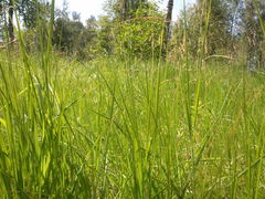   Samsung I9000 Galaxy S:   