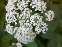  Motorola Milestone XT720:  Android-