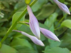  Motorola Milestone XT720:  Android-