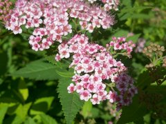  Motorola Milestone XT720:  Android-