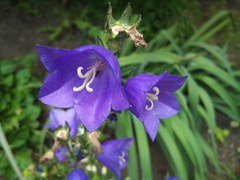  Motorola Milestone XT720:  Android-