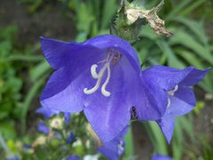  Motorola Milestone XT720:  Android-