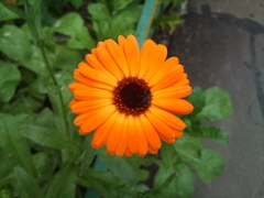  Motorola Milestone XT720:  Android-