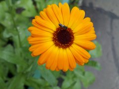  Motorola Milestone XT720:  Android-