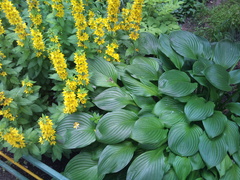  Motorola Milestone XT720:  Android-