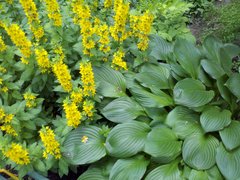  Motorola Milestone XT720:  Android-