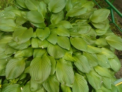  Acer Stream.    Android 