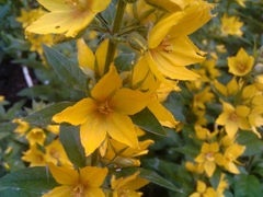  Acer Stream.    Android 