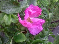   LG Optimus:   Android